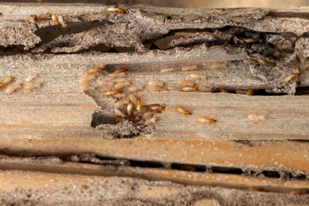 Best Termite Control Services  in Naples Park, FL